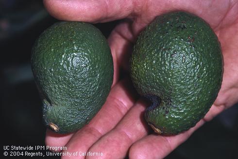 Crick or crick-side, a depressed black indentation on the stem ends of avocado fruit, possibly caused by high temperatures or water stress.