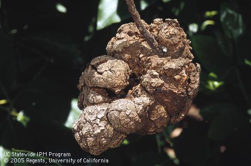 The cause of woody avocado, a hard brown structure superficially resembling an avocado fruit, is unknown. 