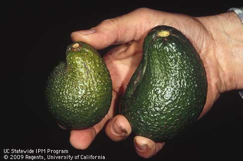 Crick or crick-side--a depressed black indentation on the stem end of an avocado fruit, possibly caused by high temperatures or water stress.