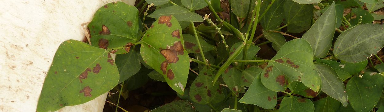 Randomly distributed dark necrotic blotches on lima bean leaves, caused by chocolate blotch.