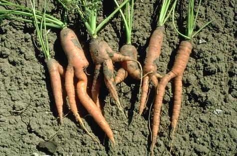 Forking and dieback of carrot roots.