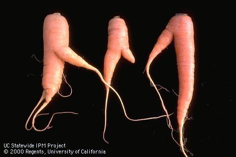 Forking and dieback of carrot roots.