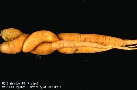 Twisting of carrot taproots.