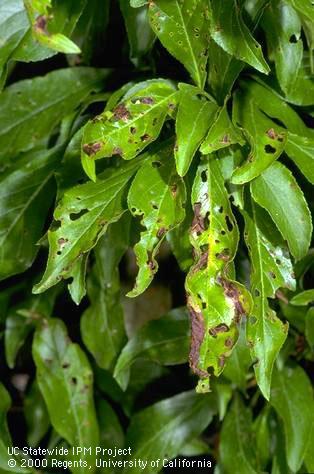 Symptoms of noninfectious plum shothole on foliage of Santa Rosa plum.