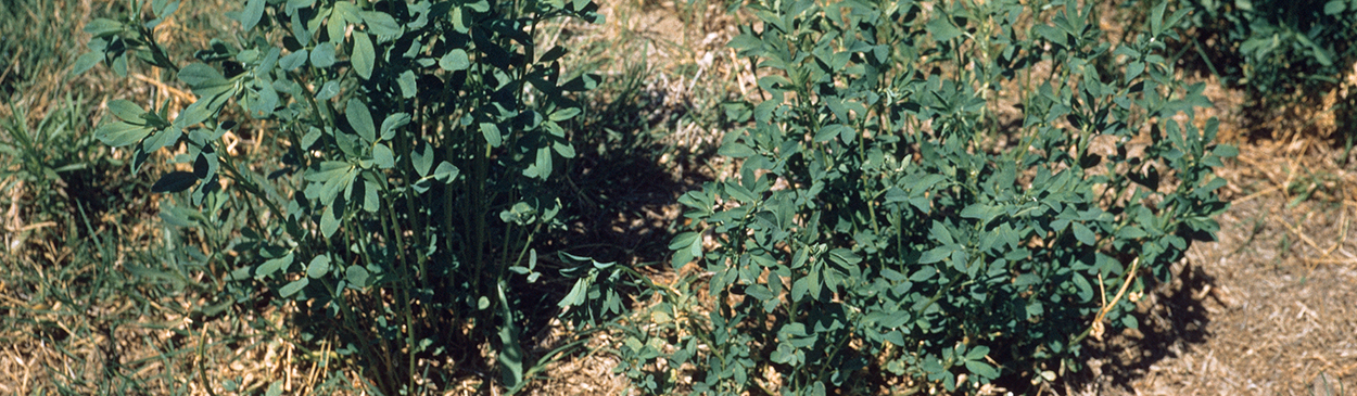 The small, stunted blue green plant at the right is infected with alfalfa dwarf.