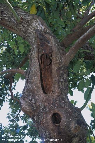 Wounds where large avocado limbs were pruned have been colonized by an unknown heart rot decay fungus.