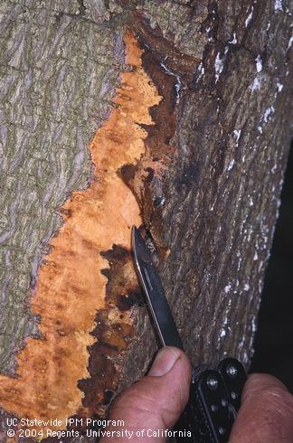 Shallow canker and discoloration damage on the trunk of an avocado tree, caused by an unknown disease. 