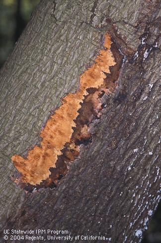 Shallow canker and discoloration damage on the trunk of an avocado tree, caused by an unknown disease. 