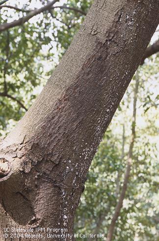 Unknown disease on an avocado tree stressed by insufficient irrigation and excess salt. 