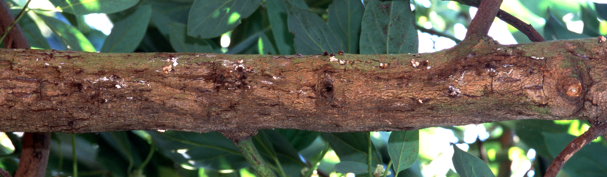 Trunk canker and discoloration, symptoms of avocado black streak disease.