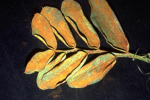 Dry reddish spore masses of rust on bean leaves.