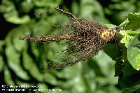 Root damaged by corky root.