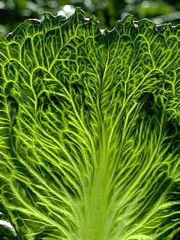 Clearing of tissue next to leaf veins