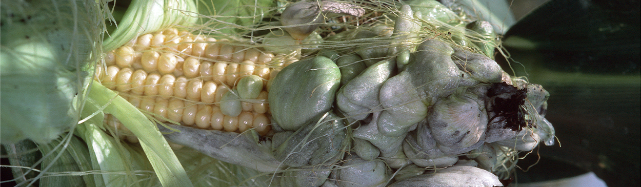 Galls on a corn ear formed by common smut.