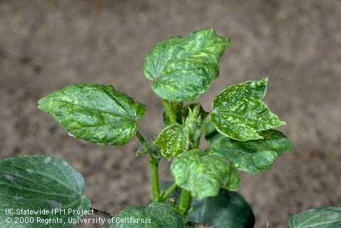 Foliage damaged by leaf crumple.