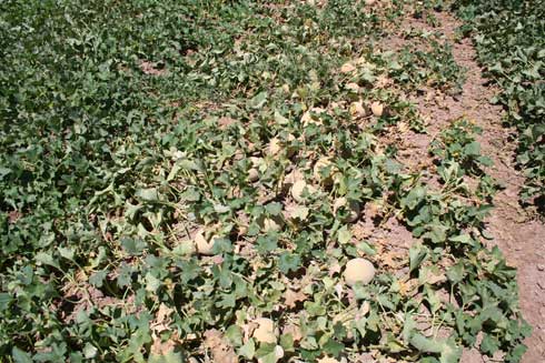 Symptoms of sudden wilt begin with the yellowing of crown leaves.