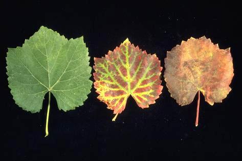 A healthy grape leaf (left) compared with leaves with corky bark, <i>Grapevine virus B</i> right, and leafroll due to one or more <i>Grapevine leafroll-associated viruses</i> center.