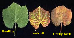 Healthy and virus infected leaves