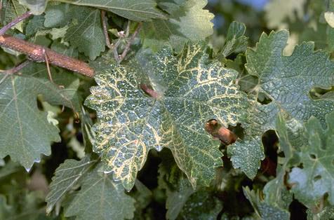 A grape leaf with yellow to whitish along the main veins due to fanleaf degeneration, <i>Grapevine fanleaf virus</i>.