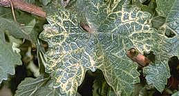 Fanleaf degeneration