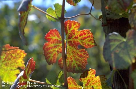 Pinot Noir grape leaves that prior to the normal time of fall color have turned red between the veins due to leafroll caused by one or more <i>Grapevine leafroll associated viruses</i>.