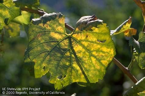 A Chardonnay leaf that prior to the normal time of fall color has bright yellow between the veins and margins that have rolled downward due to leafroll caused by one or more <i>Grapevine leafroll associated viruses</i>.