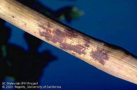 Branch/twig damaged by powdery mildew.