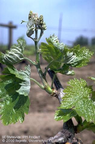 Foliage damaged by powdery mildew.