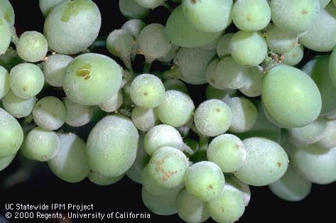 Severe powdery mildew infection on Thompson Seedless grapes.