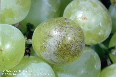 Fruit damaged by powdery mildew.