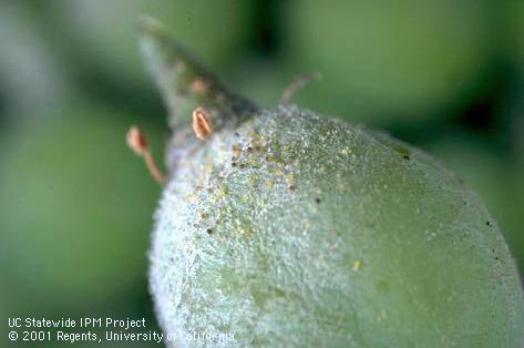 Powdery mildew.