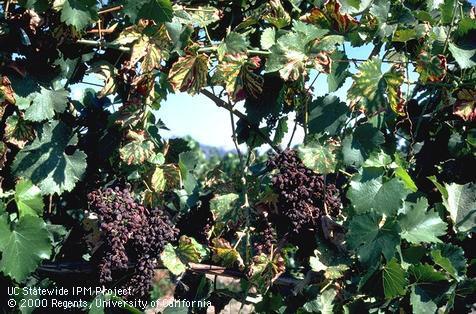 Foliage and fruit damaged by measles.