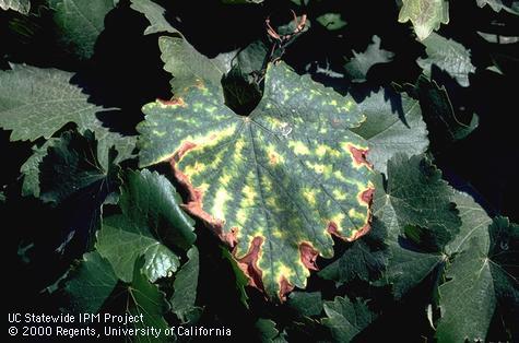 Foliage damaged by measles.