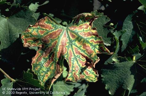 Foliage damaged by measles.