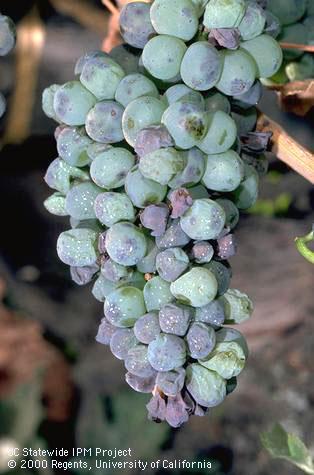 Fruit damaged by measles.