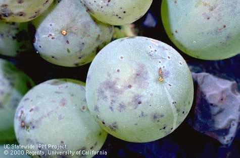 Fruit damaged by measles.