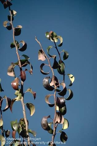 Pear leaves that are cupped, reddened, and thickened because the tree is infected with pear decline caused by a phytoplasma.