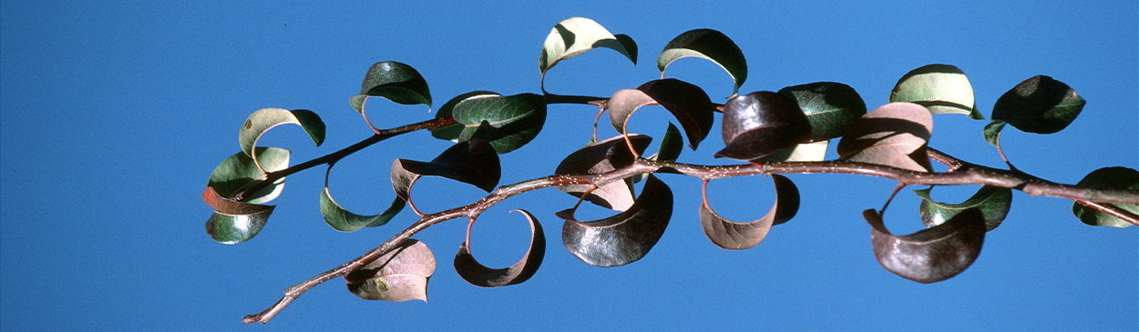 Purple leaf curl symptoms are characteristic of pear decline.