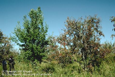 Pear trees with pear decline (right and far left) caused by a phytoplasma compared with a relatively healthy pear tree.