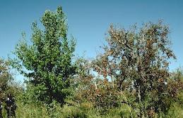 Trees with pear decline (right and far left) compared with a relatively healthy pear tree.