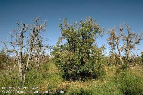 Field shot of pear decline.