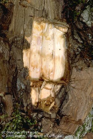 Bark removed from the graft union of a pear tree on Asian rootstock showing a dark brown line of dead phloem tissue killed by pear decline caused by a phytoplasma.