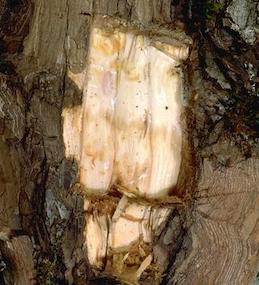 Bark removed from the graft union of a pear tree on Asian rootstock showing a dark brown line of dead phloem tissue killed by pear decline.