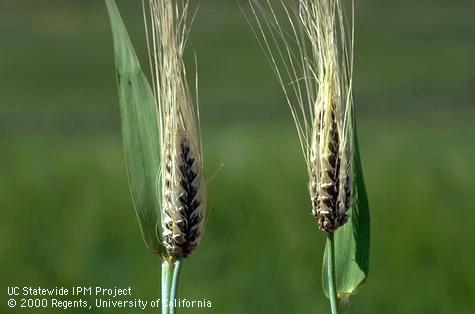 Grain or grain head damaged by covered smut.