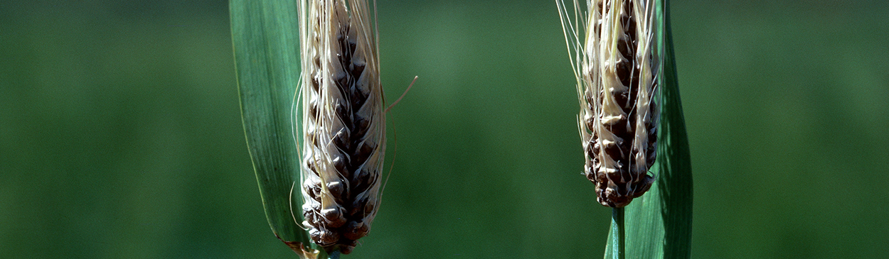 Dark gray spore masses replace the kernels of barley spikes infected with covered smut.