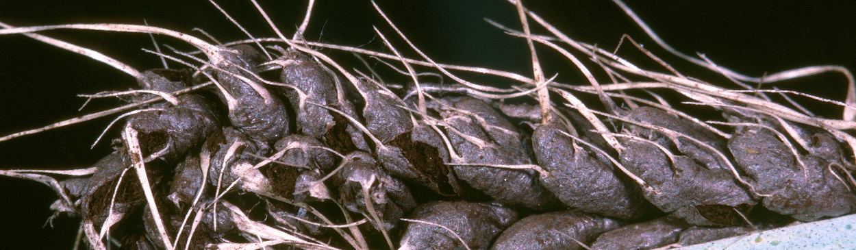 Grain or grain head damaged by black loose smut.