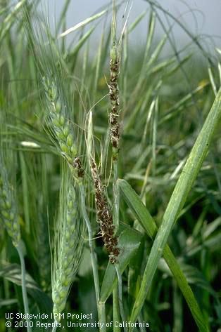 Grain or grain head damaged by loose smut.