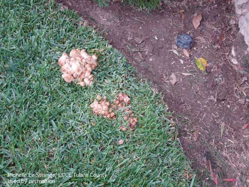 Mushrooms found in lawns often develop from buried scraps of construction lumber, dead tree roots, or other organic matter.