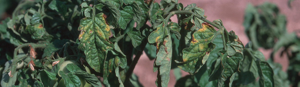 Upper leaves of plants infected by tomato bushy stunt virus are yellow and curled.