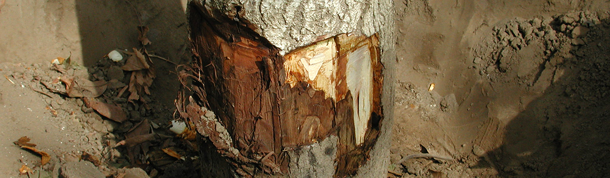 Paradox canker on walnut, manifested as a bleeding bark canker around the root crown and tree trunk, producing black, viscous fluid.